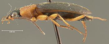 Media type: image;   Entomology 33017 Aspect: habitus lateral view